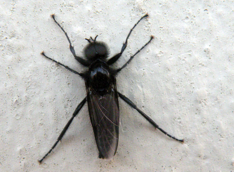 Bibio marci M (Bibionidae)